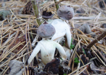 Fen Fungi | Jonathan Revett