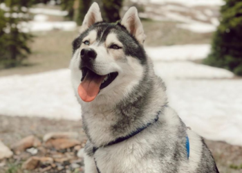 Instagram | @kovu.sings