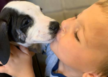 Facebook | Jackson County Animal Shelter - Michigan