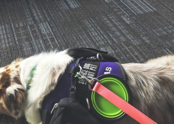 Instagram | @atlasservicedog