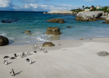 Facebook | SANParks - Table Mountain National Park