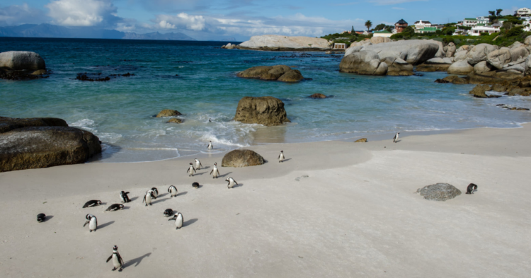 Facebook | SANParks - Table Mountain National Park