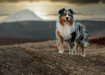 Shutterstock | 230764991