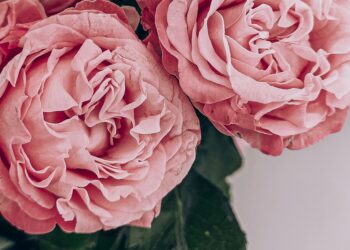 Unsplash | Rikonavt