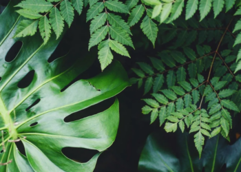Unsplash