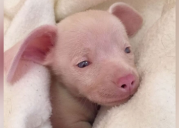 Instagram | @pinkpigletpuppy