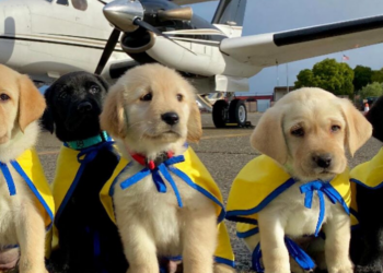 Instagram | @ccicanine