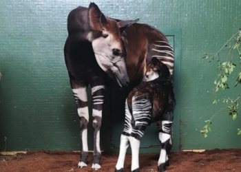 Instagram | @zsllondonzoo
