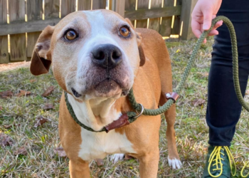 Facebook | SPCA of Wake County