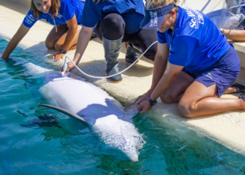 Facebook | SeaWorld San Antonio