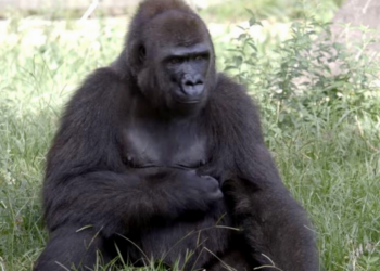Facebook | Audubon Zoo