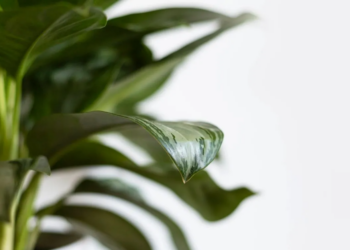 Unsplash