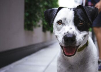 Unsplash | Justin Veenema
