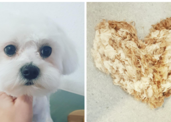 Facebook | Hundefrisør Laura