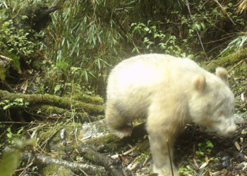 Wolong National Nature Reserve
