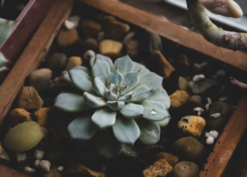 Unsplash