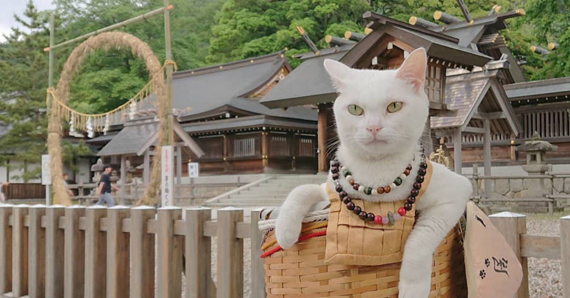 Instagram | @nekojizo