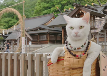 Instagram | @nekojizo