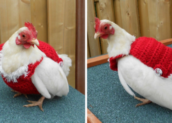 Etsy | AnimalFunandFashion
