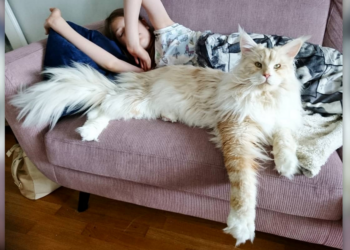 Instagram | @lotus_the_mainecoon