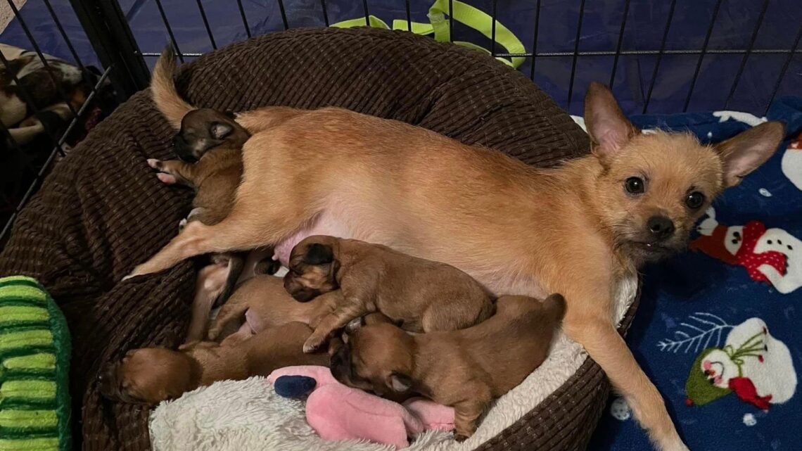 People | Licking County Humane Society