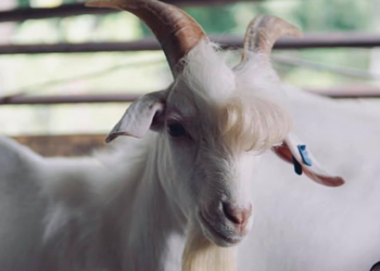 Facebook | Muhammad Livestock Farm