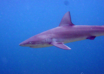 Wikimedia Commons | NOAA