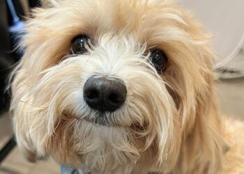 instagram | @olliepopmaltipoo