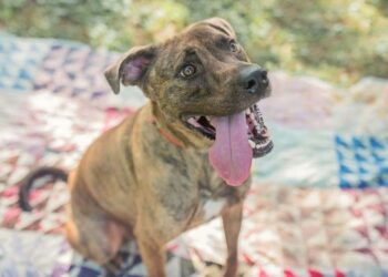 Facebook | McKamey Animal Center