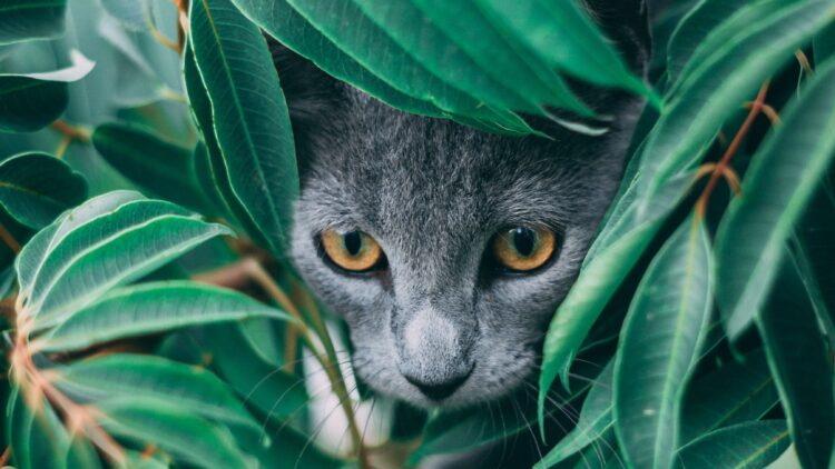 Unsplash | Geronimo Giqueaux
