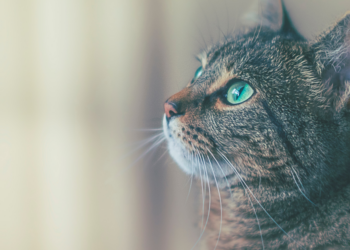 Unsplash | James Sutton