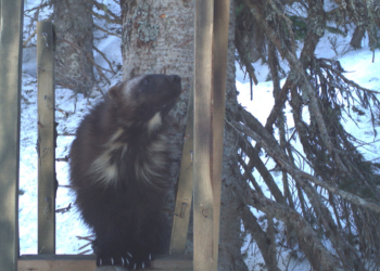 NPS/Cascades Carnivore Project