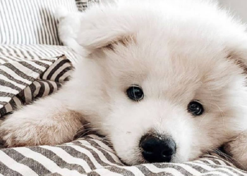 Instagram | @stella.the.samoyed
