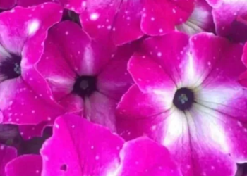 Facebook | Thrive Greenhouse