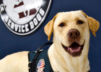 Instagram | @usveteransservicedogs