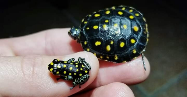 Reddit | amphibime