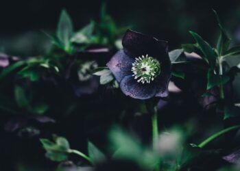 Unsplash