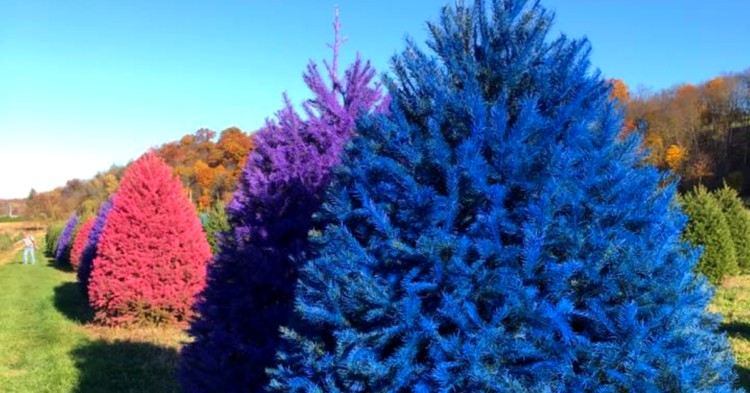 Facebook | Wyckoff's Christmas Tree Farm