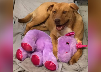 Facebook | Duplin County Animal Services