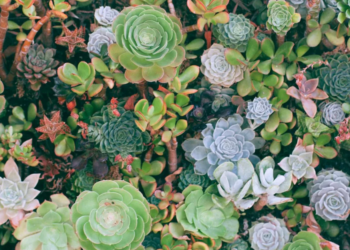 Unsplash