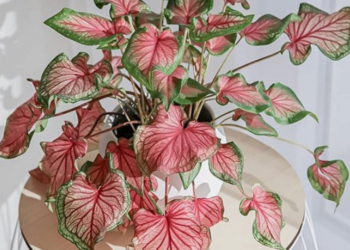 Instagram | @plant_for_care
