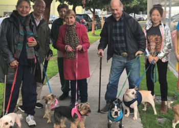 Muttville Senior Dog Rescue
