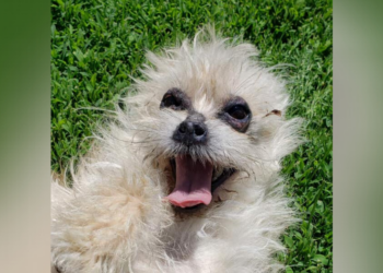 Lincoln County Humane Society