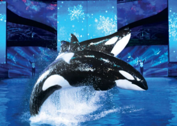 Facebook | SeaWorld