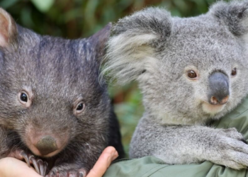 Instagram | @australianreptilepark
