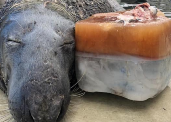 Facebook | Cornish Seal Sanctuary (OFFICIAL)