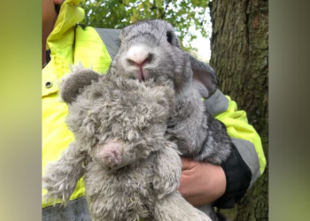 RSPCA
