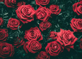 Unsplash
