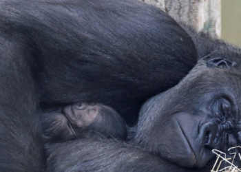 Facebook | Zoo Berlin