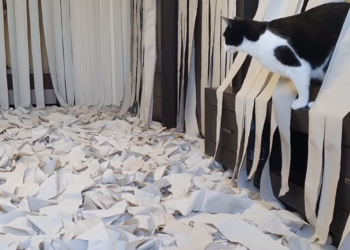 YouTube | CatPusic